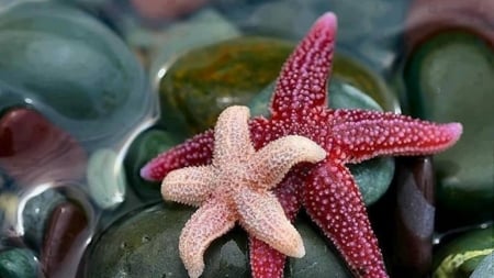 Starfish - large, black, star, small, fish, stones