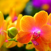 An Orchids