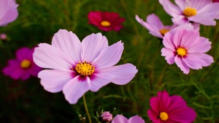 Cosmos Radiance - flower, nature, cosmos, pink