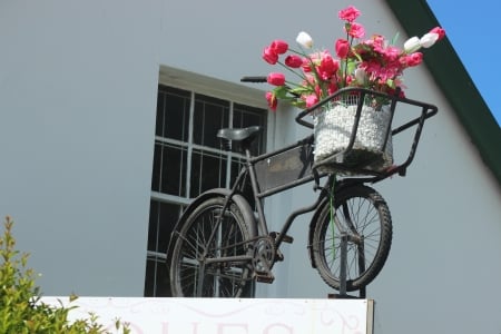 Knysna - tulips, bicycle, art, amazing