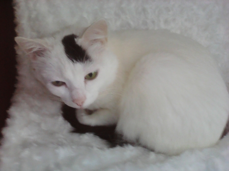 my cat - pretty, cute, cats, white