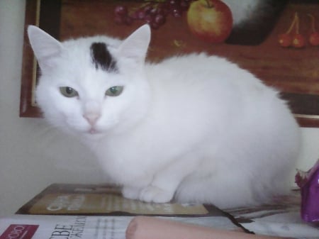 my cat - white, cats, home, pretty