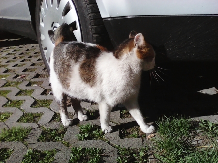 sweet lili - cute, pretty, outdoor, cats