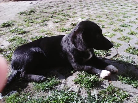 black dog - outdoor, dogs, little, black