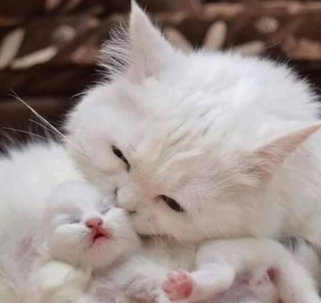 I Love you my Little Marshmallow - white, animal, kitten, baby, cat