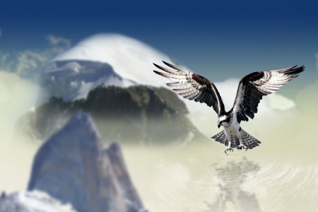 White Tailed Eagle - raptor, mountains, white tailed, animal, bird, spring, birds of pray, eagle, clouds, elements