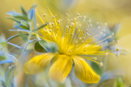 Flower - flower, yellow, macro, green