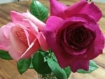 Purple and Pink Roses