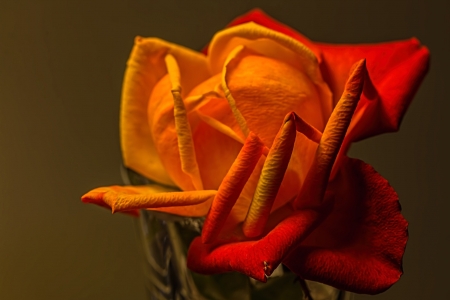 Romantic Rose - yellow, romantic, love, petals, celebration, orange, flowers, nature, rose