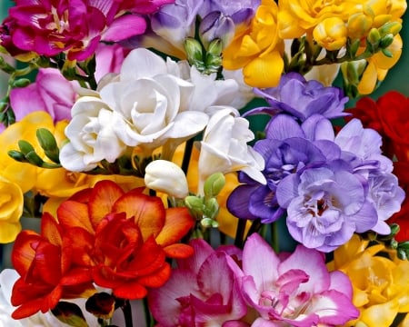 Freesias - red, flower, purple, pink, spring, yellow, white, rainbow, freesia, texture, luminos, colorful