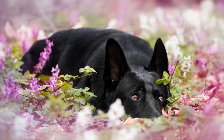 Hiding - funny, black, caine, hiding, pink, dog, animal, cute, flower