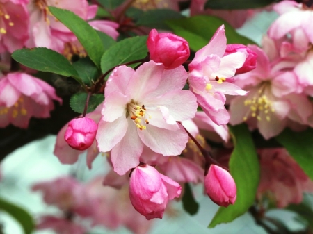 Spring  beauty - beauty, buds, delicate, flourish, spring, nature, pink, beautiful, blossom, twig, colors, tree, flowers