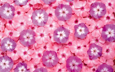 Pink Flowers - flowers, spring, purple, pink