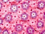 Pink Flowers