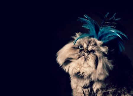 Fency cat - blue, feather, cat, fency, black, pisica, animal, funny, cute