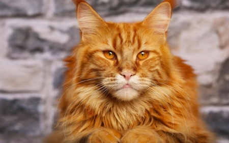 Cat - animal, pisica, ginger, maine coon, beauty, face, orange, cat