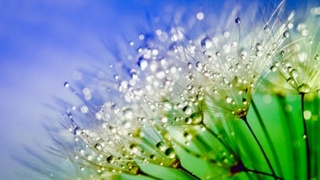 Dew - nature, flowers, dew, dandelion