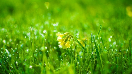 Grass - nature, dew, grass, primula