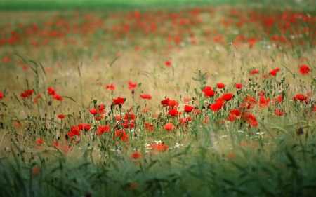 Poppies - field, blossoms, plants, photography