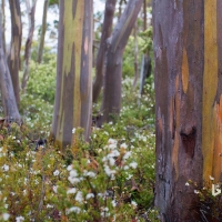 Alpine yellow gum trees and wildflowers in Tasmania