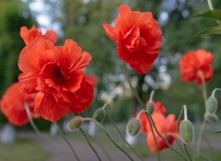 Red Poppies - flowers, park, poppies, nayure