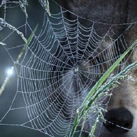 'The wolf and the web'.....