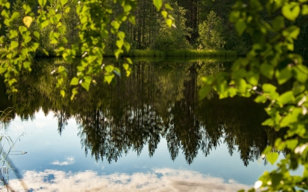 Summer Lake - nature, lake, trees, forest, reflection, green, summer