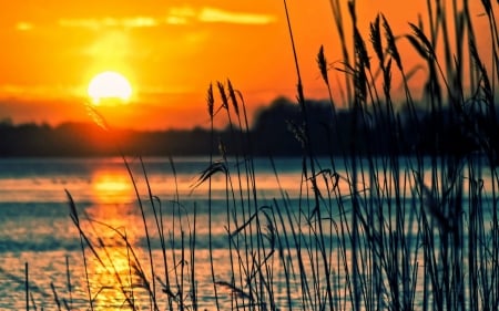 Sunset - field, water, sun, grass