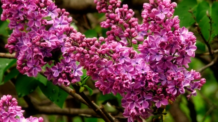 Lilac branches - fragrance, spring, pretty, blossoms, beautiful, tree, scent, lilac, flower