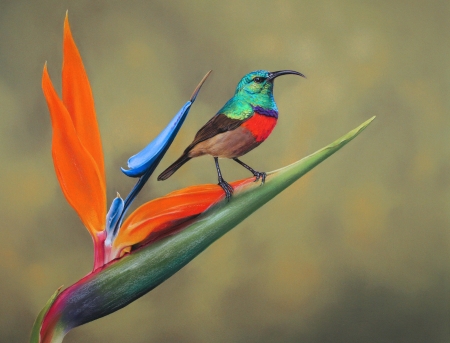 Sunbird