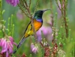 Sunbird