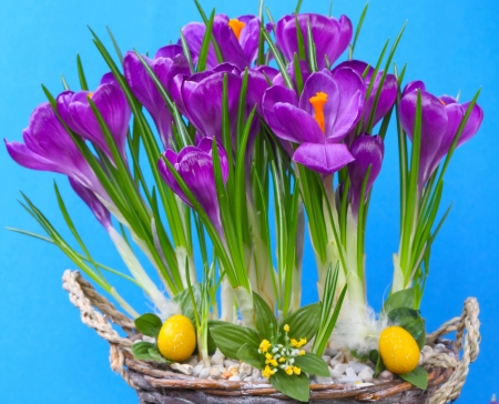 Happy Easter! - crocus, easter, spring, purple, yellow, pink, blue, green, card, egg, flower