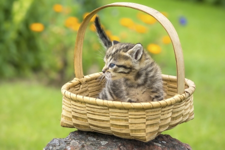 little cat - flowers, pretty, basket, little, sweet, cat