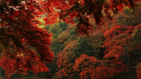 In the wood - nature, red, tree, autumn