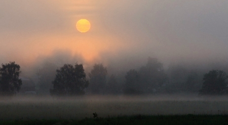 Fog at sunset - fog, nature, tree, sunset