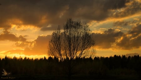 Splendid - clouds, sunset, nature, tree