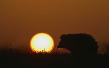 Sunset - summer, animal, cute, black, arici, silhouette, hedgehog, orange, sunset