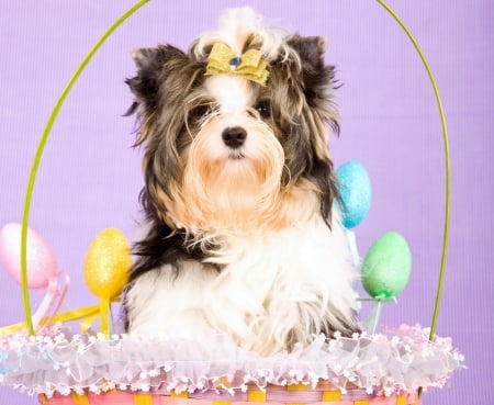 Happy Easter! - blue, dog, pink, easter, basket, animal, funny, green, yorkshire terrier, cute, caine, puppy, egg