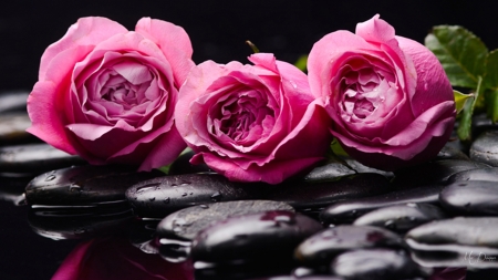 Three Pink Roses - flowers, roses, fresh, water, spa, pool, pink, rocks