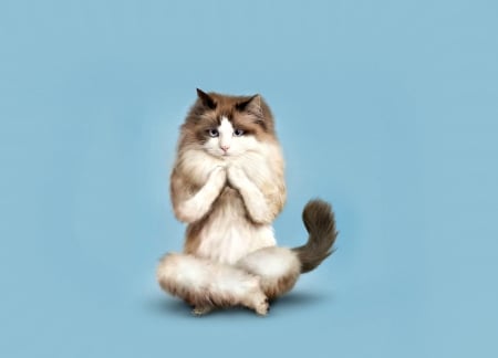 Meditation - blue, creative, yoga, cat, pisica, persian, animal, funny, cute