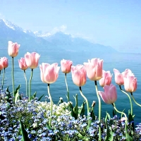 Pink Tulips