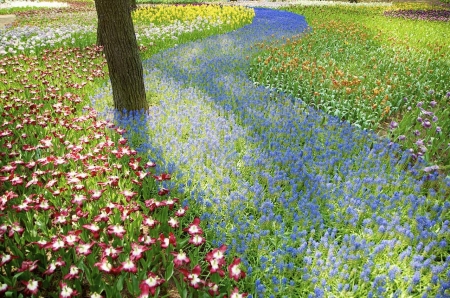 Late Spring Days - hyacinths, tulips, blossoms, tree, park