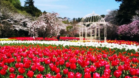 Spring Park - blossoms, red, tulips, park, gazebo