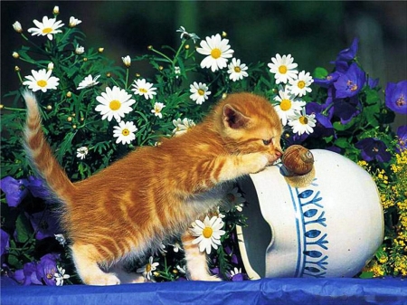 Playful Kitty - pot, flowers, blossoms, painting, artwork, cat