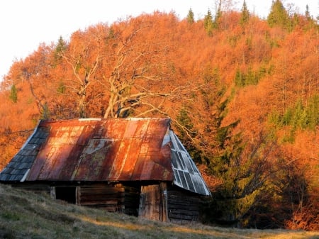 Autumn Hut