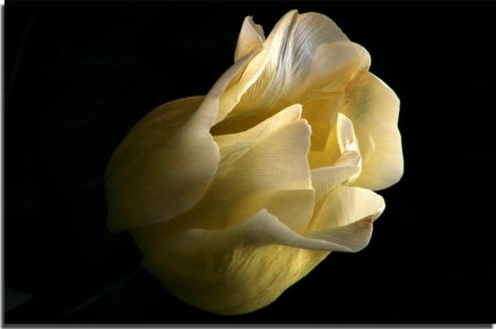 Water drops on a  rose - flowers, bud, rose, drops