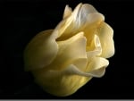 Water drops on a  rose