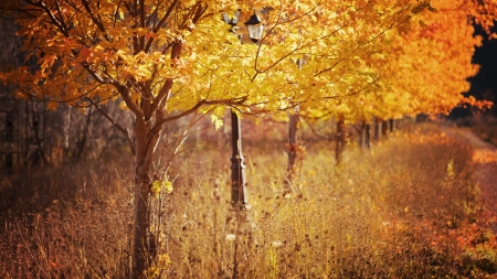 Autumn park - fall, trees, light, autumn