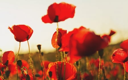 Red poppies - flowers, blossom, field, nature