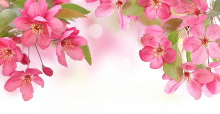 Spring Blossoms - flowers, blossoms, pink, Spring